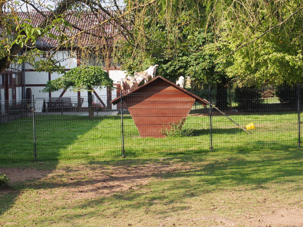 Gut Dankerode Apartment Dankerode  Bagian luar foto
